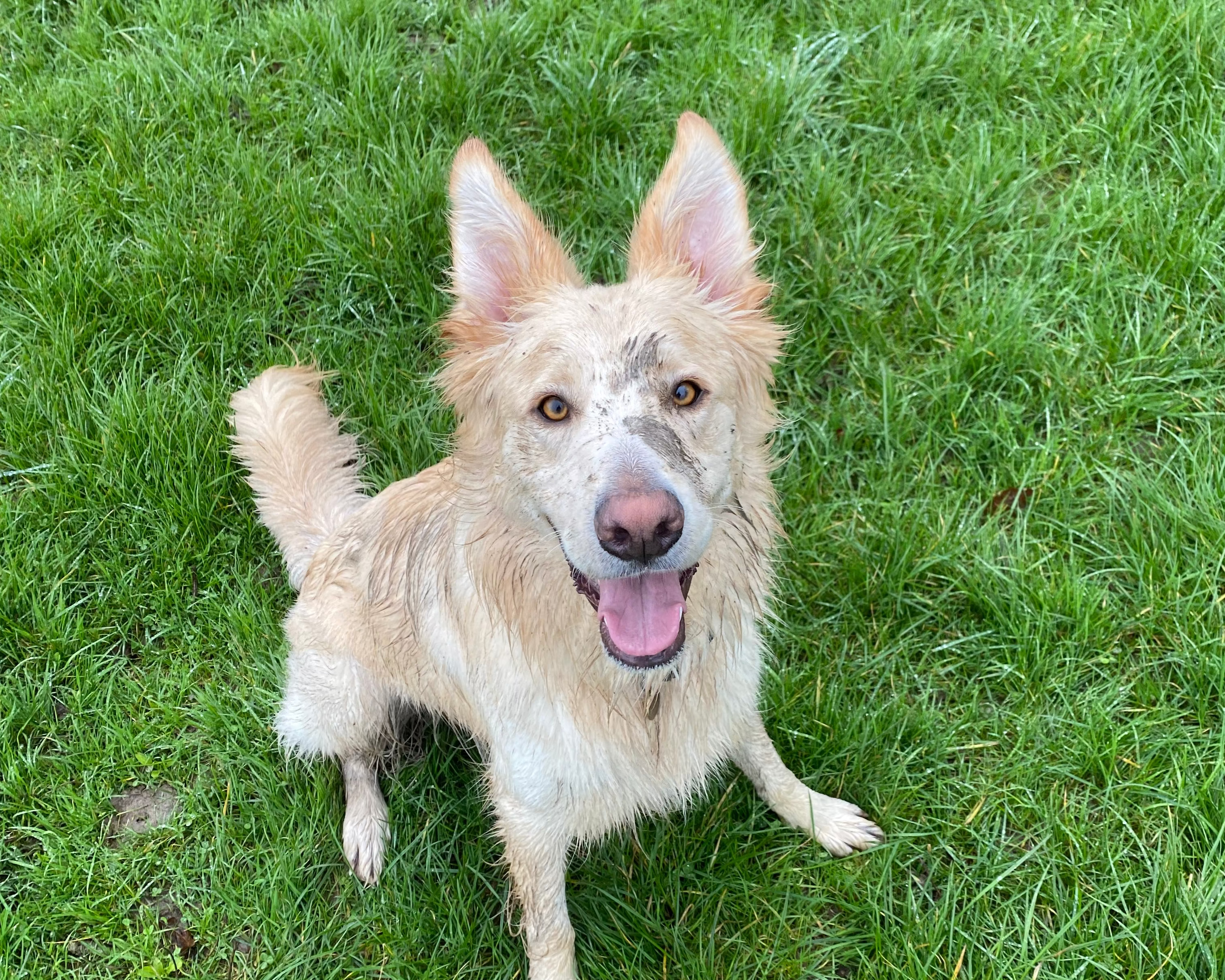 Dog sitting on a grassy field