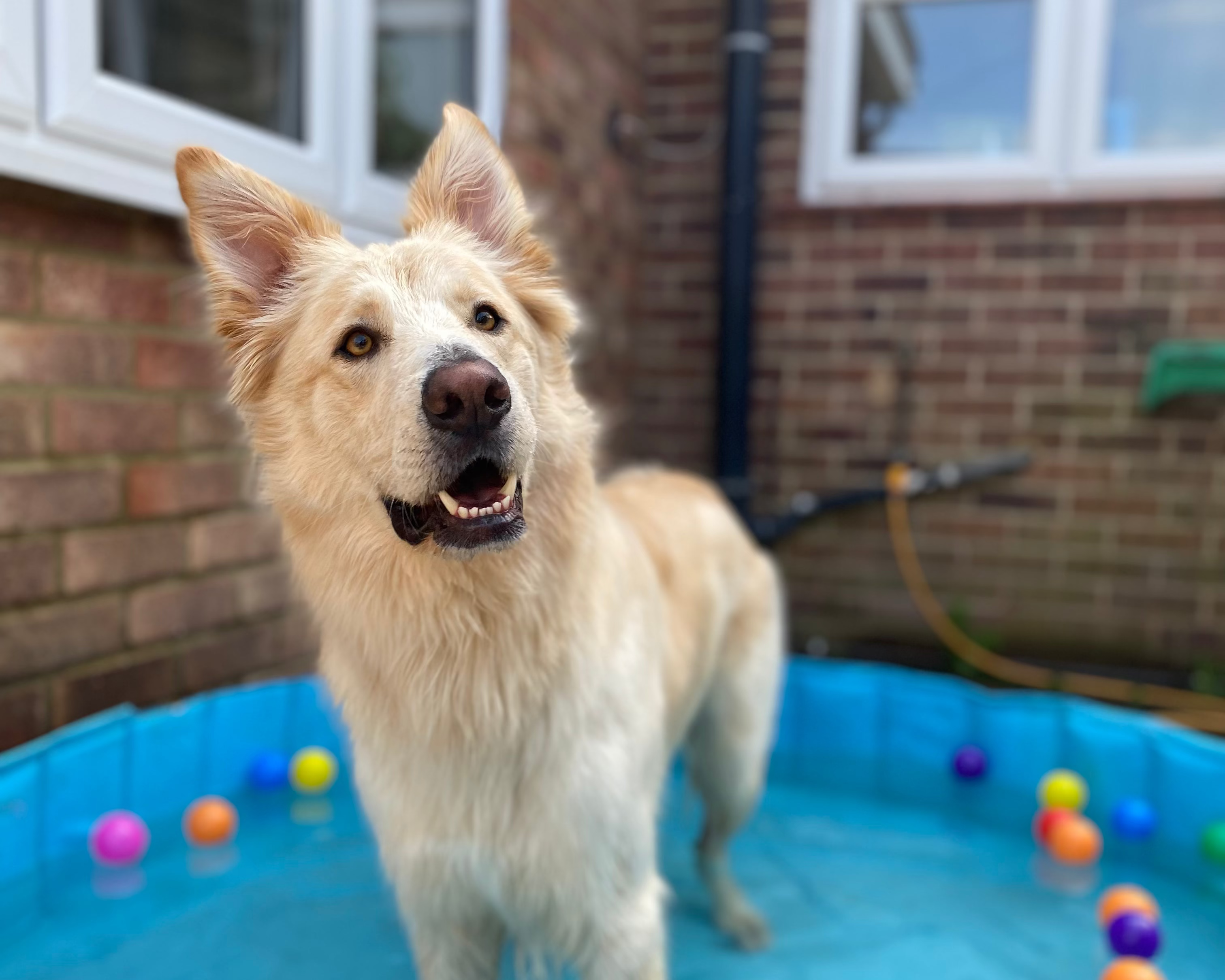 Dog standing in a small blue inflatable pool with colorful balls in a backyard.